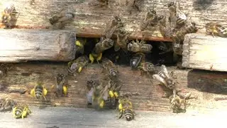 И наших пчел посетила весна