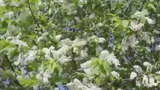ВИДЕО.  