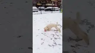 еще ни кто не угадал эту породу!🤌 