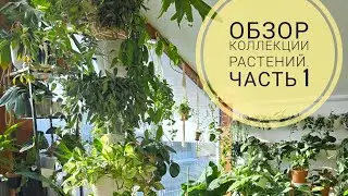Обзор коллекции растений. Март 2026г. Часть 1
