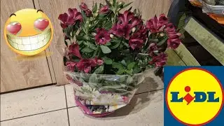 ARRIVAGE LIDL 13 JUIN 2023