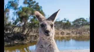 10 interesting facts about Kangaroos.