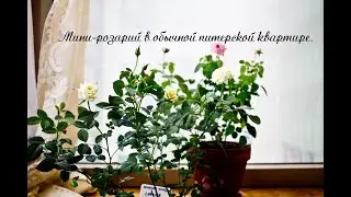 Мини-розарий в обычной городской квартире.
