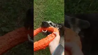 Хулиган 😂 #dog #собака #вео