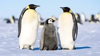 Antarctic animals for kids: The Wildlife of the Sourth Pole!