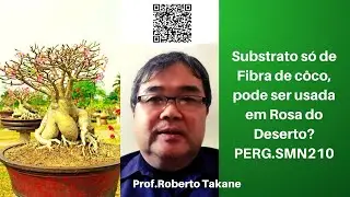 Substrato só de Fibra de côco, pode ser usada em Rosa do Deserto?PERG.SMN210 #robertotakane