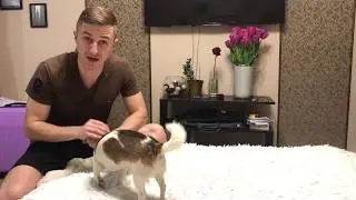 ФУНТИК ЗНАЕТ УЖЕ 74 КОМАНДЫ!!! Как обучить собаку класть голову на пол