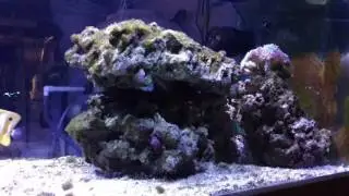 New addition: Scopas Tang!