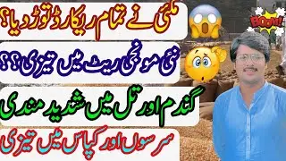 Maki today rate punjab ||monji ka top  rate today ||punjab ghala mandi ka aj ka rate