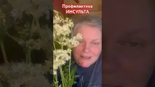 Чтобы никогда не случился ИНСУЛЬТ #дикоросы