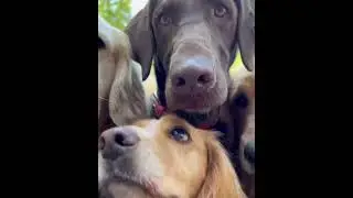 доброе утро(вроде как) #lol #лол #shorts