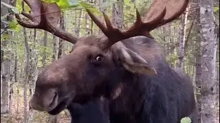 Man Cornered By Giant Moose Giving CRAZY EYES! 