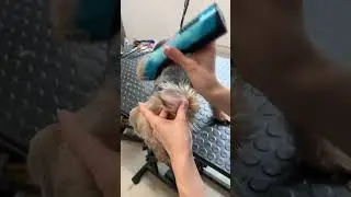 Yorkie puppies grooming!