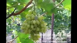 к- ш столетие
