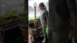 Моя клубничка. Ура! Появились первые ягодки!