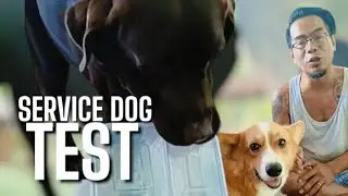 SERVICE DOG TEST
