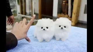 CUTE PUPPIES  POMERANIAN