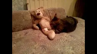 даже кошки делают ЭТО)))))