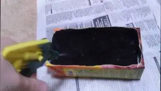 как вырастить перец из семян в домашних условиях ч1