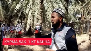 УМРА 15-БӨЛҮК. КУРМА БАК. АЖВА КУРМА АРЗАН ЭКЕН.