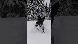 Снежки - любимая игра Добряна.