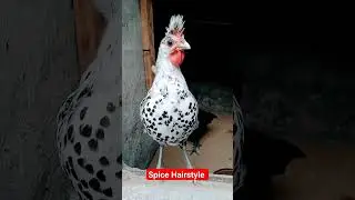 Appenzeller Chicken  | Spice Hair style | Crested