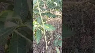 FRAMBOESA SILVESTRE NÃO VINGOU #framboesa #plantas