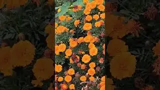 Beautiful flowers 