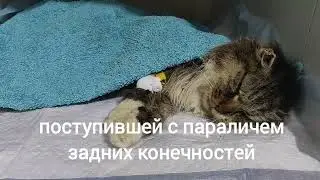 Тяжелый клинический случай: пневморахис у кошки Плаксы