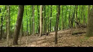 The Best Squirrel Call - Blind Calling