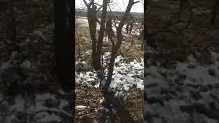как очень просто достать лису из норы.