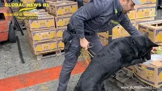 Italy seize cocaine worth $871 million hidden in banana shipment  