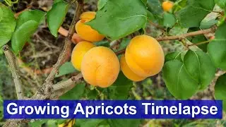 Growing Apricots Timelapse - 126 Days
