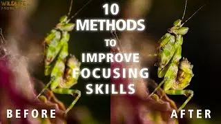 10 Methods to Improve your Focusing Skills in Macro Photography ; Learn about Auto and Manual Focus