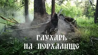 Глухарь на порхалище.