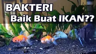Rahasia Ikan Tidak Gampang Mati. Peran BAKTERI baik di aquarium/aquascape.