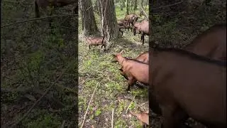 Черничное молочко 