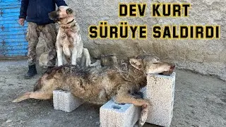 AÇ KURT AMACINA ULAŞAMADI. GÖREV BAŞINDA KANGALLAR. Wolf attack disposal by Turkish Kangal