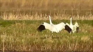 Wilkinson Whooping Cranes  - dancing and bathing