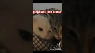 #рекомендации #р_е_к #милота #любовь #мама #люблюмаму #рек #реки #милотище #хочуврек
