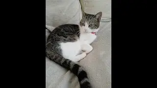 Our cat Twilight sleeping peacefully