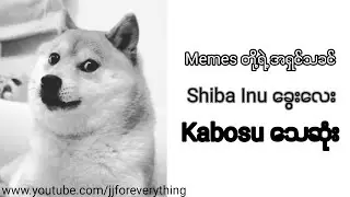 Memes တို့ရဲ့ အရှင်သခင် Shiba Inu ခွေး‌လေး ကာဘိုစု Kabosu သေဆုံး