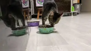 Котофей