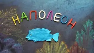 Наполеон. Пластилиновый познавательный мультфильм. Cheilinus undulatus . Plasticine Animation.