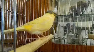 Visiting the breeder of canaries Savchenko Anatoly Nikolaevich