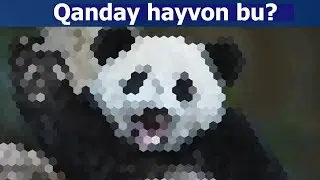 5 ta mantiqiy boshqotirmalar, 