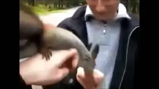 cutest animals compilation