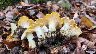 CANTHARELLUS CIBARIUS BROTADA🌼🍄  29/06/2024