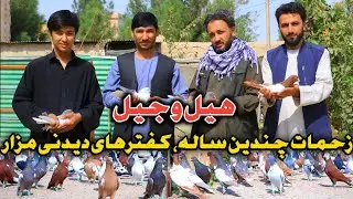 کفترهای کمیاب و ناب مزار|تفاوت کفتربازی  کابل با مزار|نتیجه زحمات چندین ساله|kaftarbazi in Mazare