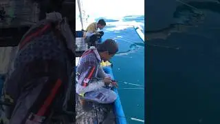 Ratusan ikan besar di bawah perahu terlihat seperti aquarium